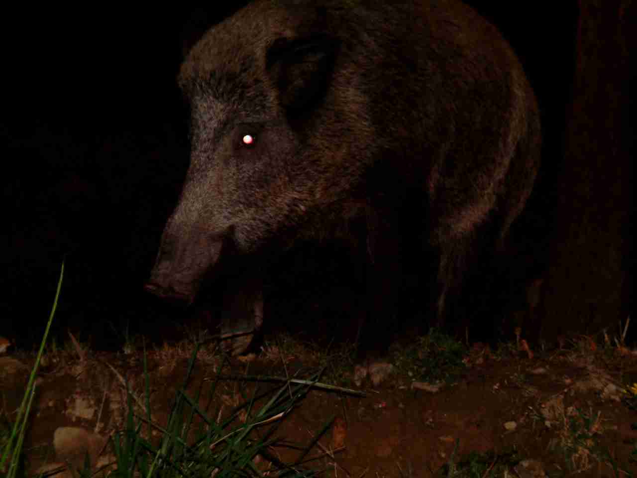  Image name: fau6.jpg 
 width: 1280 pixel 
 height: 960 pixel 
 Size: 34494 bytes 
 Click to enlarge 